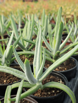 cotyledon sp